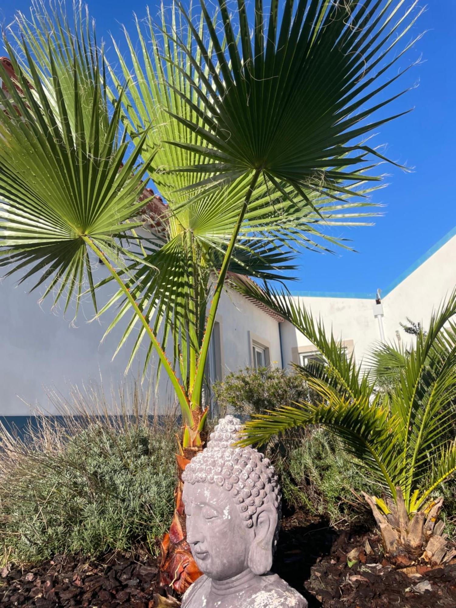 Joia Da Casa Villa Sobral  Dış mekan fotoğraf